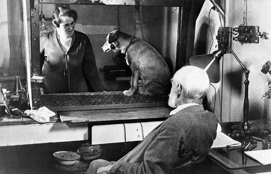 Ivan Pavlov conducting a conditioning experiment with a dog in his laboratory
